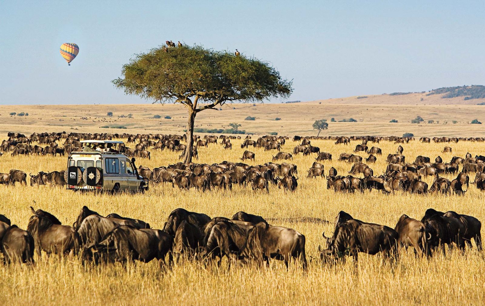 CHÂU PHI KỲ THÚ 2025 CHỨNG KIẾN CUỘC DI CƯ VĨ ĐẠI MÙA KHÔ HÀNG NĂM TẠI 2 NƯỚC ĐÔNG PHI KENYA -TANZANIA LIÊN TUYẾN 11 NGÀY 10 ĐÊM TỪ HÀ NỘI TP HỒ CHÍ MINH TRỌN GÓI GIÁ RẺ HÀNH TRÌNH ĐỘC LẠ CÓ MỘT KHÔNG HAI