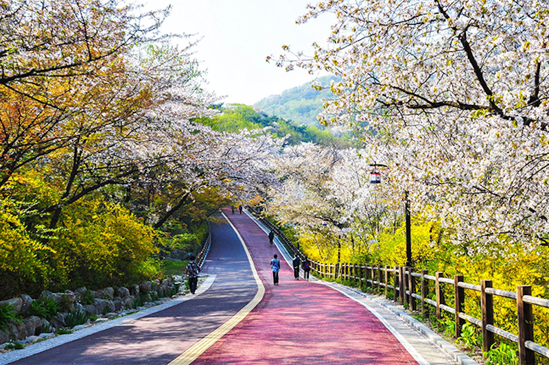 HÀN QUỐC ĐẢO JERU MÙA HOA ANH ĐÀO TỪ HÀ NỘI TP HCM BUSAN - ĐẢO JERU - CÔNG VIÊN TỰ NHIÊN HUEREE SEOUL NAMI TRẢI NGHIỆM HÁI DÂU CÔNG VIÊN YEOUIDO TOUR 6N5Đ ĐÁNH THỨC ĐAM MÊ KHÁM PHÁ DU LỊCH CỦA BẠN 